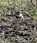 Little Ringed Plover