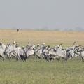 Demoiselle Crane