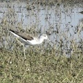 Marsh Sandpiper