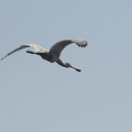 Eurasian Spoonbill