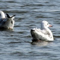 Brown-headed Gull