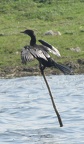 Little Cormorant