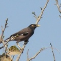 Common Myna