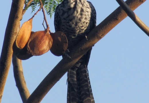 Asian Koel