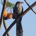 Asian Koel