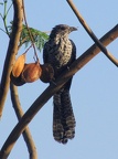 Asian Koel