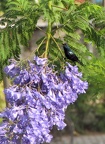 Purple Sunbird