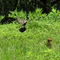 Common Hoopoe