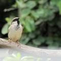 House Sparrow