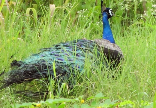 Indian Peafowl