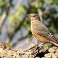 Rufous-tailed Lark