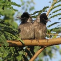Red-vented Bulbul