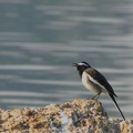 White-browed Wagtail