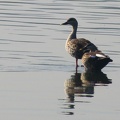 Indian Spot-billed Duck
