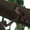 Red-vented Bulbul