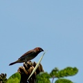 Scaly-breasted Munia