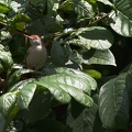 Common Tailorbird