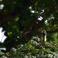 Purple Sunbird