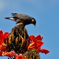 Common Myna
