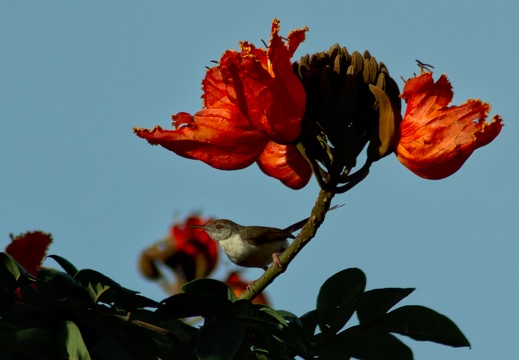 Common Tailorbird