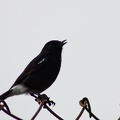 Pied Bushchat