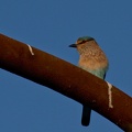 Indian Roller
