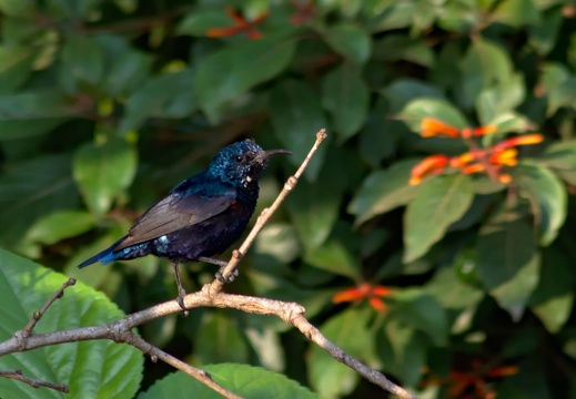 Purple Sunbird