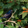 Purple Sunbird