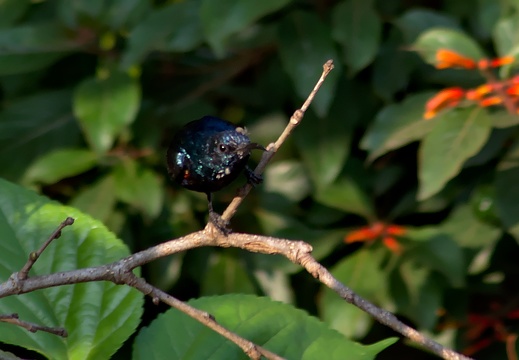 Purple Sunbird