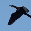Little Cormorant