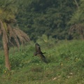 Glossy Ibis