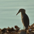Indian Pond Heron