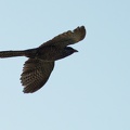 Asian Koel
