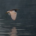 Indian Pond Heron