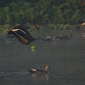 Indian Spot-billed Duck