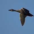 Indian Spot-billed Duck