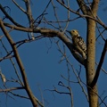 Yellow-crowned Woodpecker