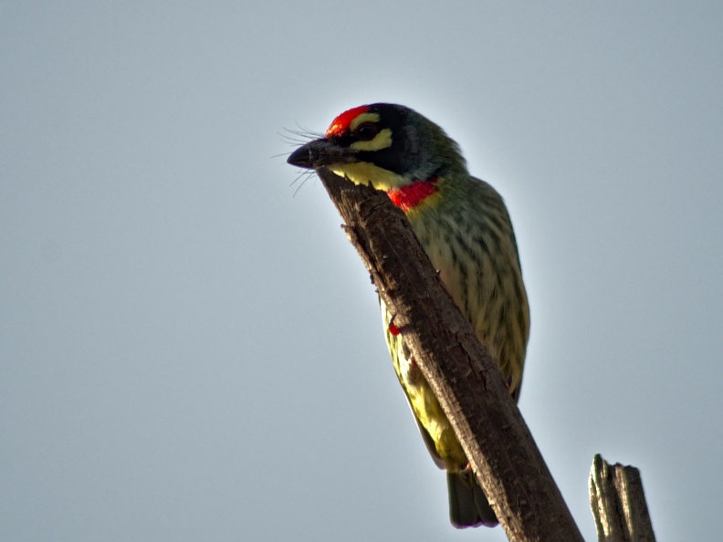 Coppersmith Barbet
