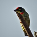 Coppersmith Barbet