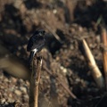 Pied Bushchat