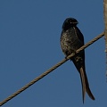 Black Drongo