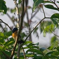 Tickell's Blue Flycatcher