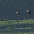 Ruddy Shelduck