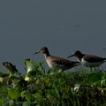 Common Sandpiper