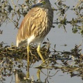 Indian Pond Heron