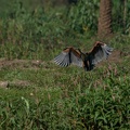 Purple Heron