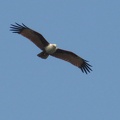 Brahminy Kite