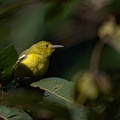 Common Iora