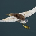 Indian Pond Heron