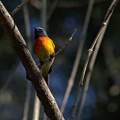Small Minivet